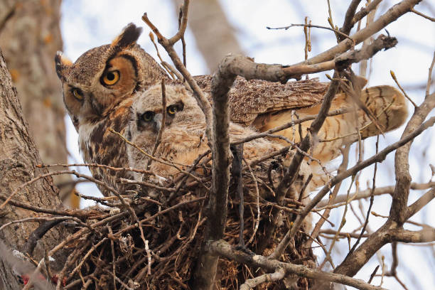 istock Great-horned Owl and his babies in the forest, Quebec, Canada 2152257543