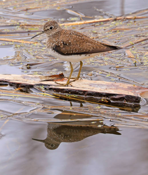 Solitary Sandpiper on the swamp with his reflection on water, Canada