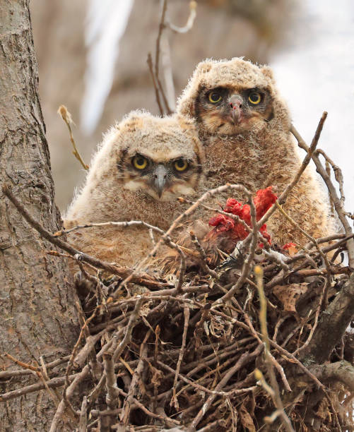 istock Great-horned Owl babies in the nest, Quebec, Canada 2152257546