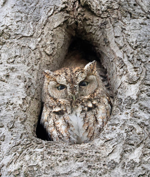 istock Eastern screech owl slipping in a tree hole, Quebec, Canada 2152257547