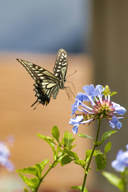 Tropical butterfly sitting on pink flower.
