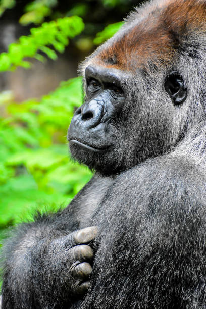 Gorilla at the LA Zoo.