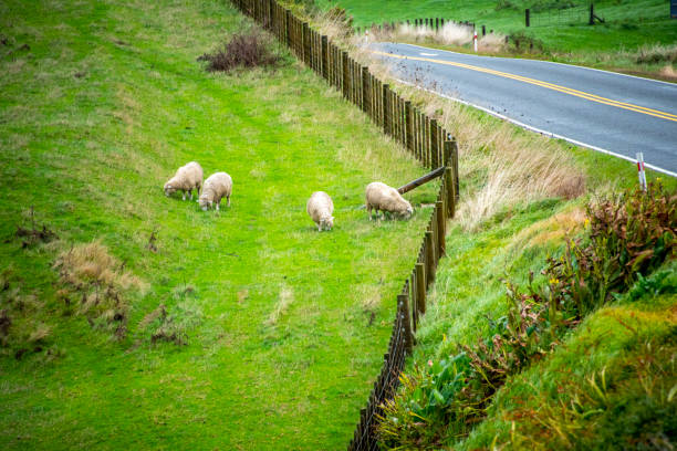 Schaf / Sheep / Ovis