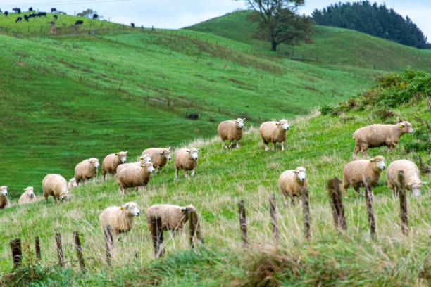 istock Sheep Pasture in Waikato 2152271958