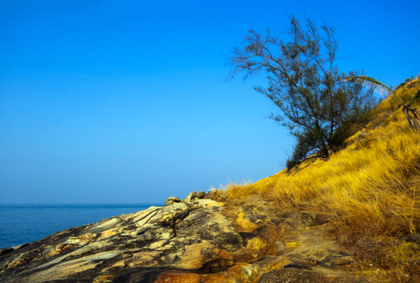 Tree at Krating cape with blue sky in summer Phuket Thailand