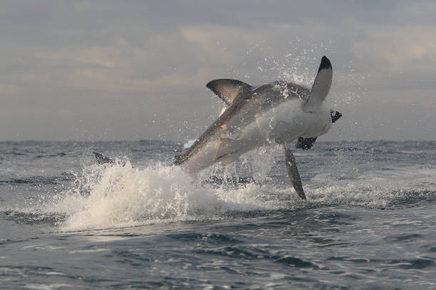 istock great white shark, Carcharodon carcharias, breaching on seal shaped decoy, False Bay, South Africa 2152272910