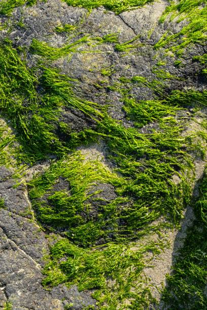 istock Green seaweed formed on seashore. 2152273685