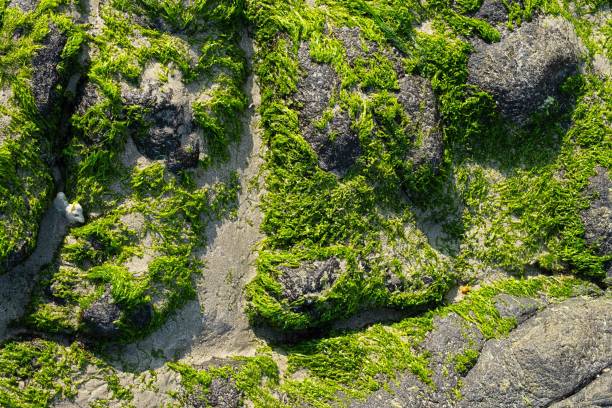 Green seaweed formed on seashore.