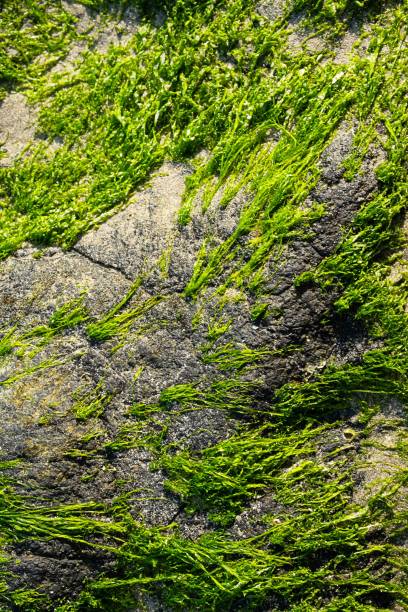 istock Green seaweed formed on seashore. 2152273691