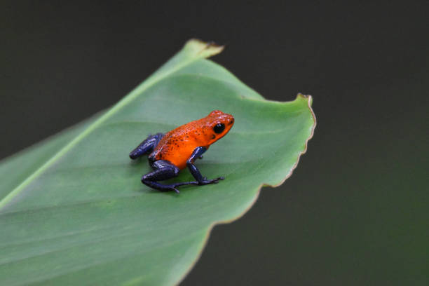istock Strawberry poison dart frog on a leaf 2152274442