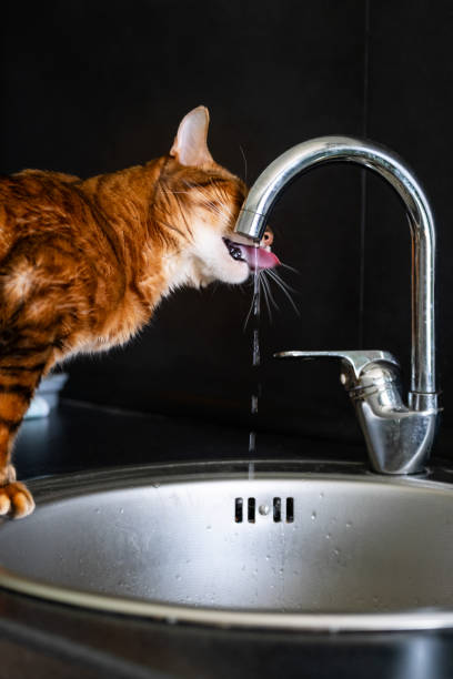 istock Cat drinking tap water from the kitchen sink. 2152275991