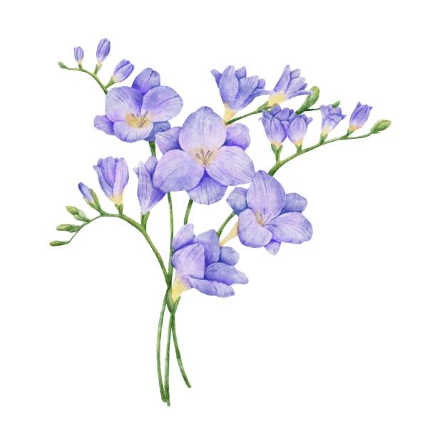 360+ Purple Freesia Stock Illustrations, Royalty-Free Vector