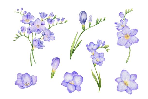 istock Watercolor violet freesia bouquet and bud illustrations set. Hand drawn color drawing isolated flowers 2152276118