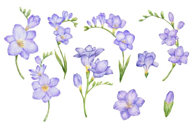 istock Watercolor violet freesia flower branch and bud with leaves illustrations set. Hand drawn color drawing isolated bouquet 2152276128