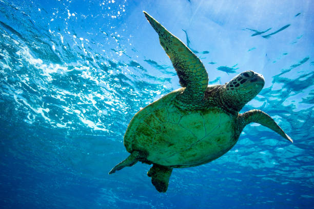 istock The underside of a green sea turtle swimming below the surface 2152277135
