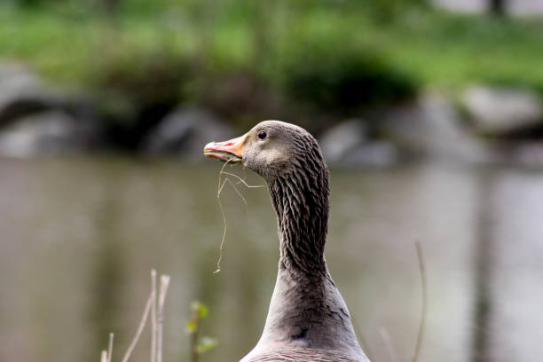 A goose with food hanging in its mouth