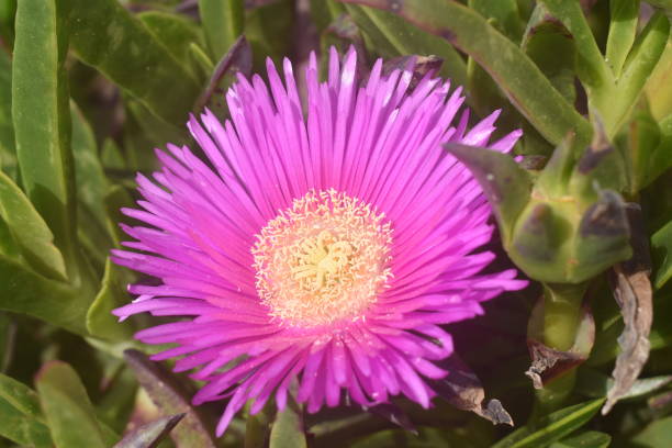 istock Purple Succulent Flower in Sand Dunes 2152281184