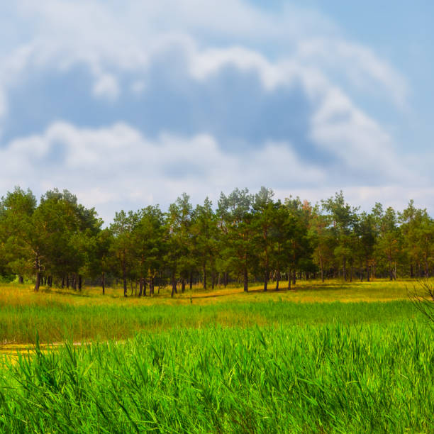 Path in a green meadow. View of the lake on a cloudy day. Beautiful summer landscape.