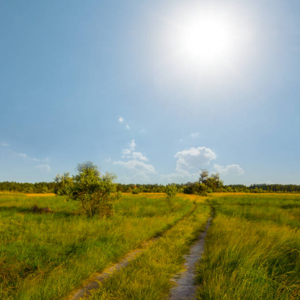 green summer prairie at the summer sunny day