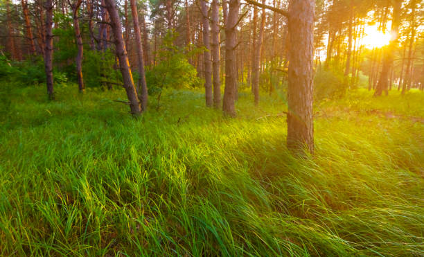 summer forest glade at the sunset