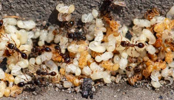 istock Close up of red ant eggs. Macro 2152283736