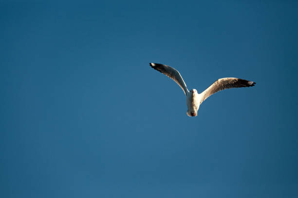 Common seagull flying with dark blue sky background