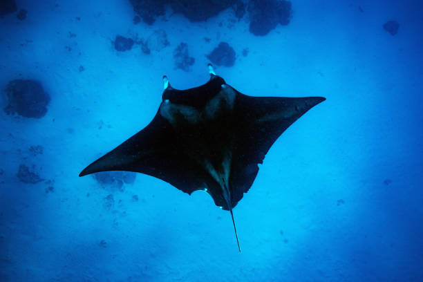 istock Large manta ray with bite mark out of wing 2152284088