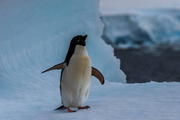 istock Adelie Penguin standing on an iceberg 2152284713