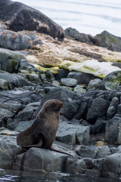 istock Fur seal on a rock 2152284742