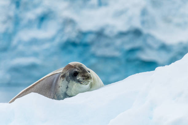 istock Close-up of a Weddell seal 2152284757