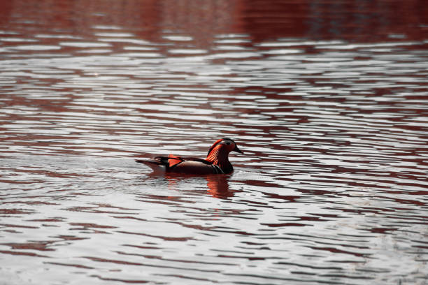 Grovelands Park, London, UK - March 8th 2014:  Male Mandarin Duck on Grovelands Park Lake.