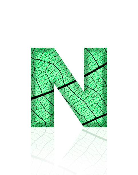 Extreme close-up of three-dimensional green leaf vein alphabet letter N on white background.