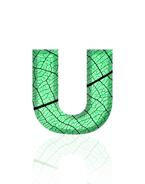 Extreme close-up of three-dimensional green leaf vein alphabet letter U on white background.