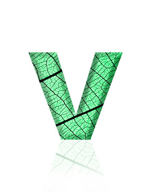 Extreme close-up of three-dimensional green leaf vein alphabet letter V on white background.