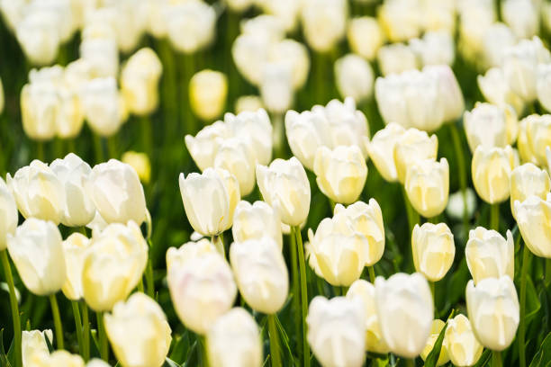Beautiful tulips are in full bloom, Tulips of all colors are in the fields