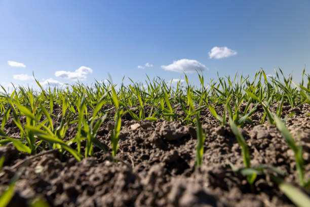 istock young wheat in the soil, wheat harvest 2152292502
