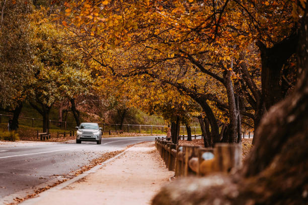 Car on asphalt road on autumn day at forest or park.Selective focus,copy space.