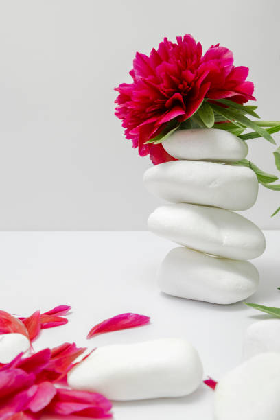 Cosmos flower on a stack of stones