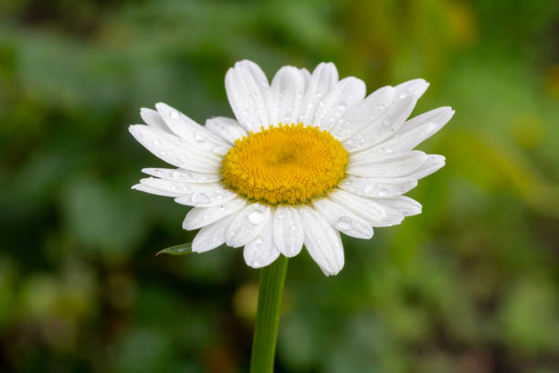istock Bud of chamomile flower with blurred background 2152294776