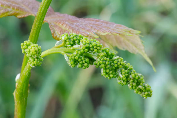 istock Blooming young wine grapes in vineyard in the spring time. 2152295049