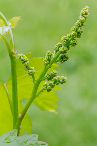 istock Blooming young wine grapes in vineyard in the spring time. 2152295079