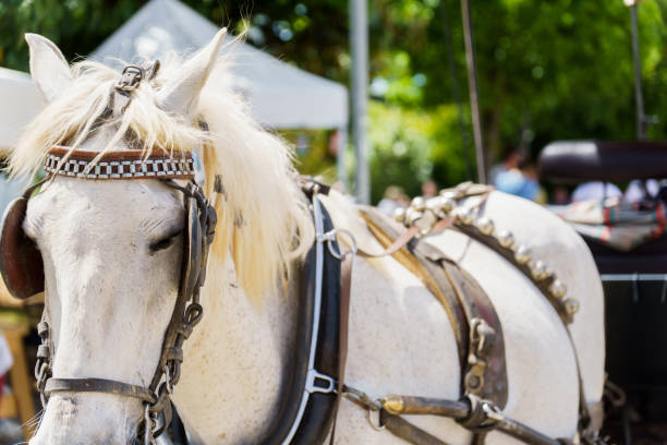 istock white horse pulling a tourist carriage 2152295365