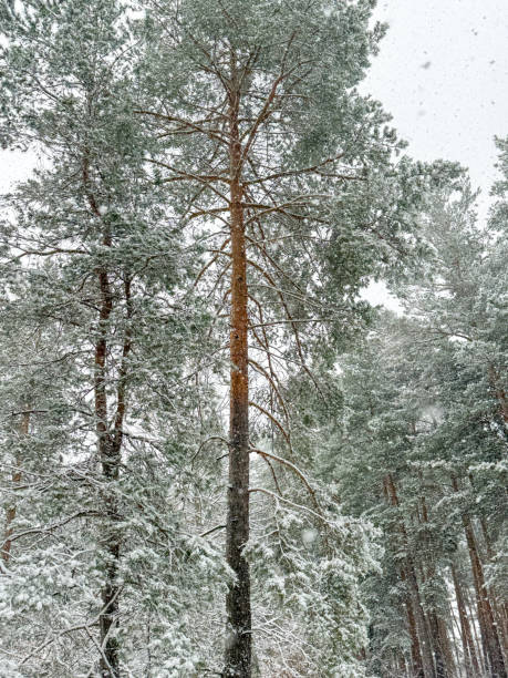 istock Pine trees in the snow in winter 2152295571