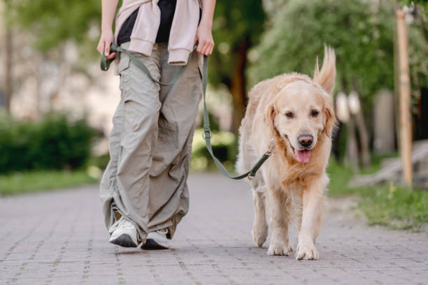 istock Golden Retriever Walks With Young Owner 2152296462