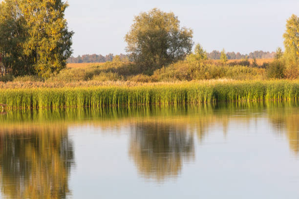 istock Trees with reeds on a lake in summer 2152296521