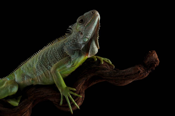 istock Colombian green iguana isolated on black 2152296713