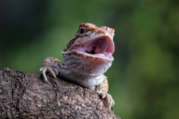 istock bearded dragon sitting on a branch 2152296753