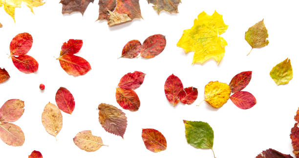 istock Autumn leaves isolated on white background 2152297896