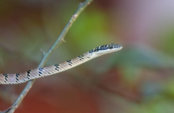 istock Sri Lankan Flying Snake seen amongst the branches of a small tree 2152298752