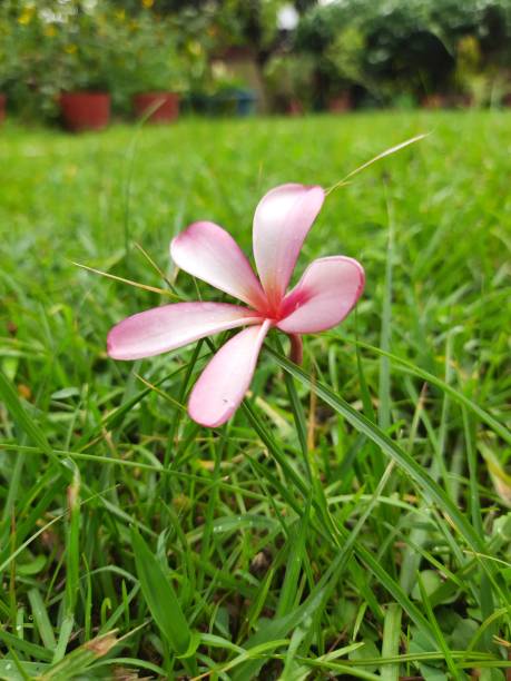 istock Plumeria rubra flower. 2152299102